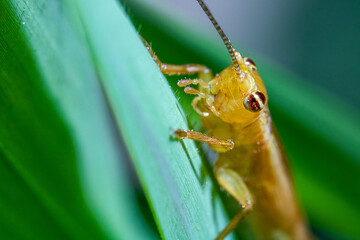 A yellow grasshopper on top of a green with defocused Green Background