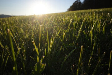 gras