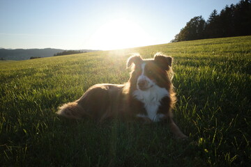 Mini Aussie