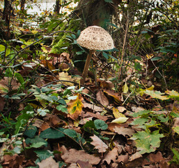 Brown and white mushroom growing in the plants and dead leaves on the forest floor on a walking path around Laacher See, a volcanic lake in Germany.