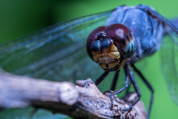 Ash Colored Dragonfly With Red Eye Stand on top of a Brown Branch With Defocus Background