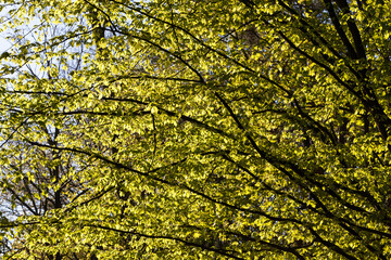 young green birch foliage in spring