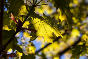 young green maple foliage in spring