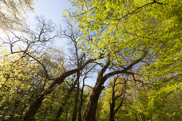 young green foliage on different types of trees