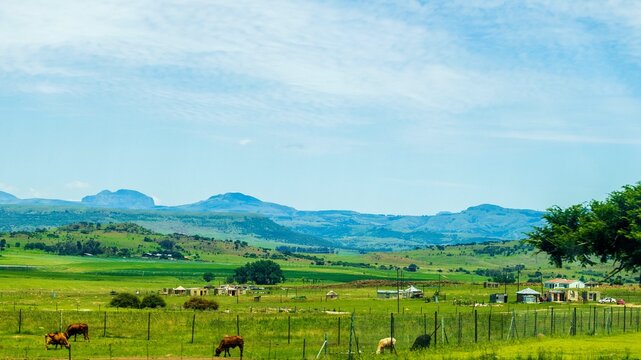 landscape with cows and mountains