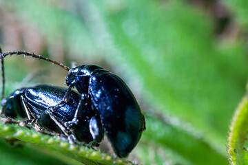 Two Black Beetle Bug Mating on Top of a Green Leaf With Nature Defocus Background