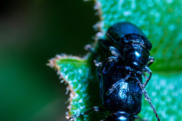 Two Black Beetle Bug Mating on Top of a Green Leaf With Nature Defocus Background