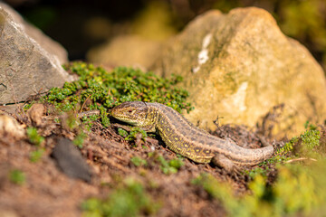 Lacerta Agilis in the sunlight. Cute small lizard with textured skin chilling in a warm garden among the rocks. Selective focus on the details, blurred background.