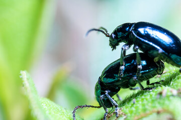 Two Black Beetle Bug Mating on Top of a Green Leaf With Nature Defocus Background