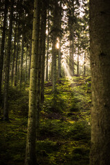 morning in the forest