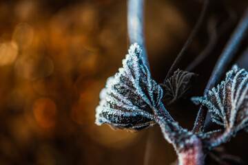 close up of a leaf