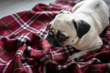 Pug dog lying on a plaid blanket. Little dog lying down and relaxing at home
