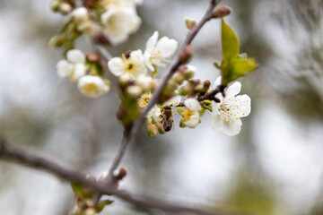 A bee collects pollen in flowers of a sour cherry tree.