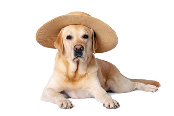 Dog in a straw hat on a white isolated background.