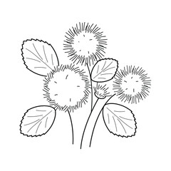Abstract Hand Drawn Ageratum Flower Plant Botanic Floral Nature Bloom Doodle Concept Vector Design Outline Style On White Background Isolated