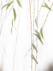 bamboo leaves on a white