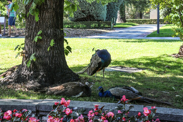 Pavo real