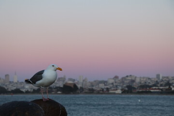 Amazing walk at the Golden Gate Bridge in San Francisco, United States of America. What a wonderful place in the Bay Area. Epic sunset and an amazing scenery at one of the most famous place.