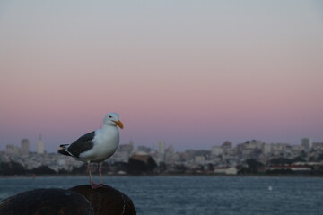 Amazing walk at the Golden Gate Bridge in San Francisco, United States of America. What a wonderful place in the Bay Area. Epic sunset and an amazing scenery at one of the most famous place.