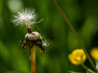 dandelion seed head