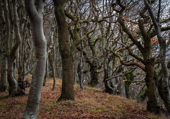 Obraz premium autumn in the forest