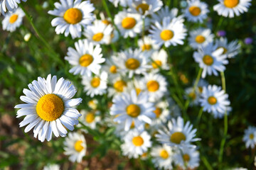 White daisy flowers. Top view. Summer and spring background.