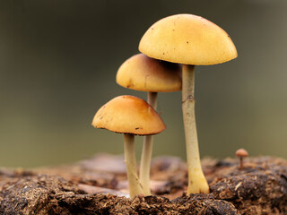 Small mushrooms growing on cow dung.