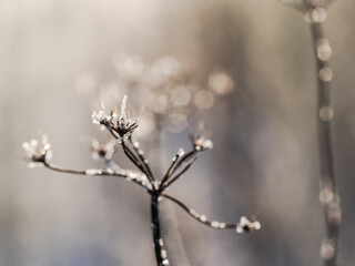 winter branch in sunlight