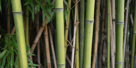 Fototapeta na wymiar Banner size photo of bamboo plants in a garden as a background 