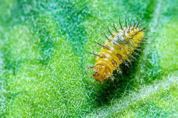Yellow Caterpillar Walking on Top of a Spiky Green Leaf With Defocus background