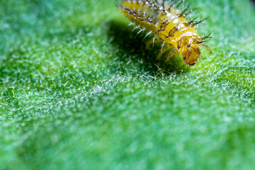 Yellow Caterpillar Walking on Top of a Spiky Green Leaf With Defocus background
