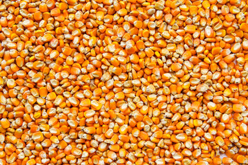 close up of yellow corn seeds can be use as background