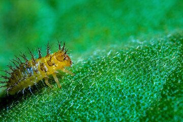 Yellow Caterpillar Walking on Top of a Spiky Green Leaf With Defocus background