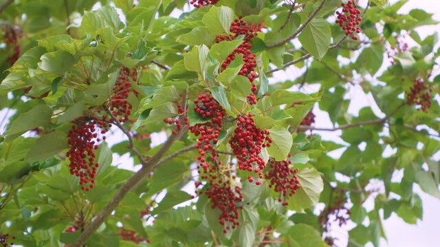 Schisandra chinensis or five-flavor berry. Fresh red ripe berries