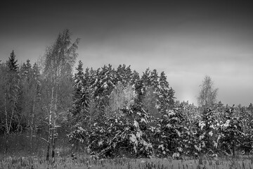 Monochrome wintery woods view, Lithuania. Black and white January morning, trees covered in snow, cold weather. Selective focus on the details, blurred background.