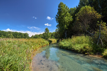 Forest river with transparent water. Forest river on a sunny summer day.