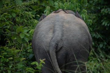elephants in the forest