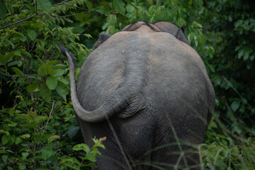 elephants in the forest