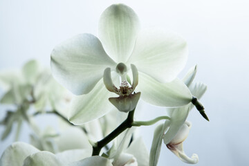Beautiful white orchid on blurred background, close-up. Bloom phalaenopsis orchid for publication, design, poster, calendar, post, screensaver, wallpaper, postcard, card, banner, cover, website