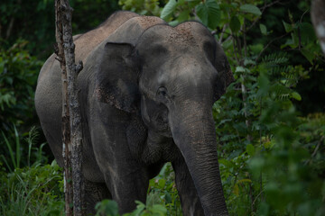 elephants in the forest