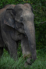 elephants in the forest