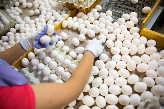 Fresh eggs on the transport line at the poultry farm, the worker sorts the eggs. Egg farm Agribusiness, organic farming, poultry farming, photo of poultry farms with a small depth of field
