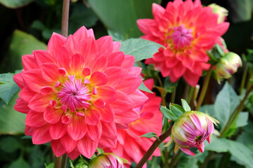 Obraz premium Colourful ÔKilburn RoseÕ dahlias in flower.