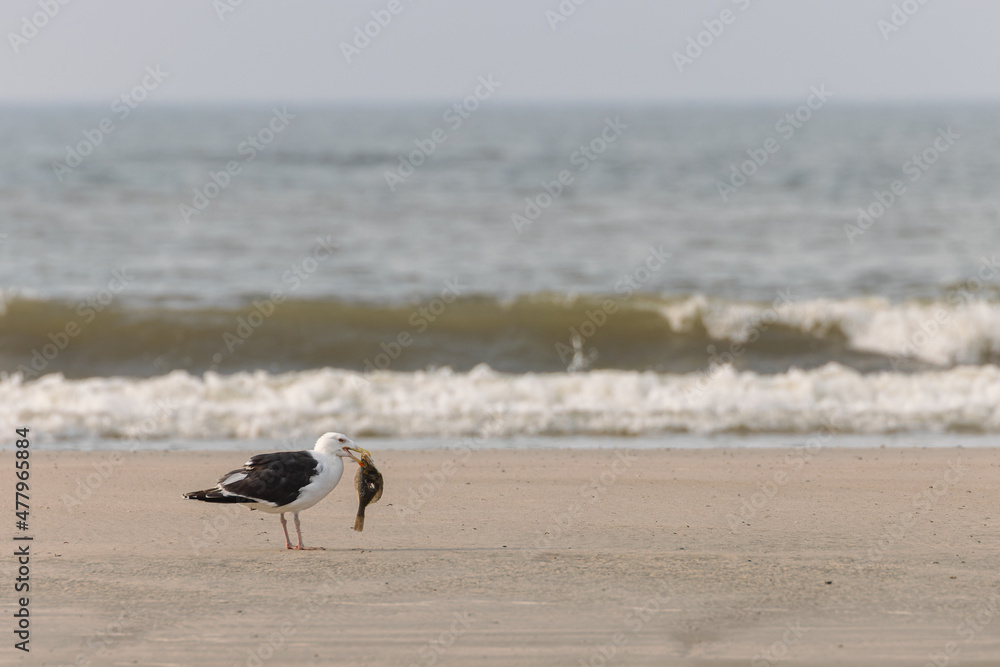 Canvas Prints European herring gull (Larus argentatus) eating a fish at the beach of Juist, East Frisian Islands, Germany.