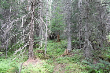 Wonderful road trip through Banff and Jasper national park in British Columbia, Canada. An amazing day in Vancouver. What a beautiful nature in Canada with so many animals and mountains.