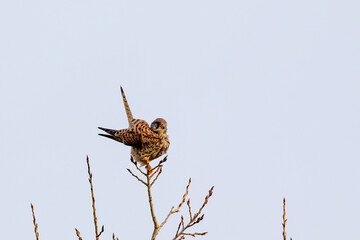 Common kestrel (Falco tinnunculus) sitting on a twig in Hochheim, Germany.