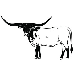 Texas longhorn vector. Design element for poster, t-shirt print, banner. Texas longhorn cattle head and body icon - obrazy, fototapety, plakaty