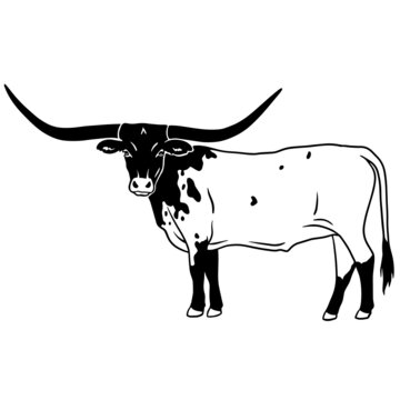 Longhorn Outline