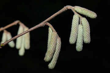 Male hazel inflorescences in winter on a dark background. Close-up.