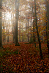 Obraz premium Nebel im Wald 2